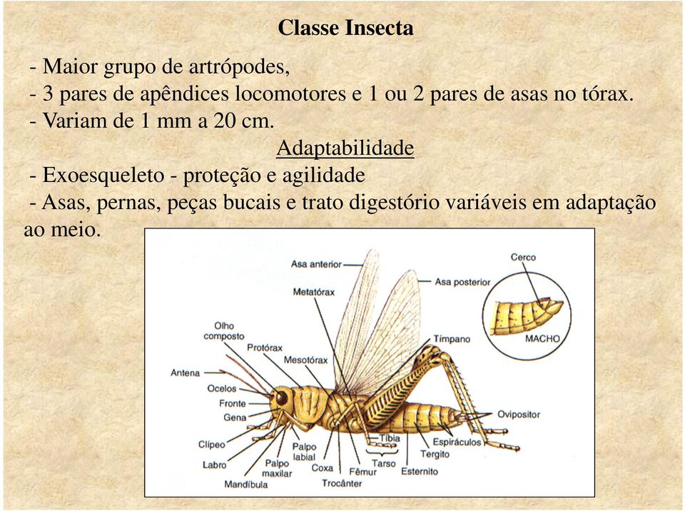 - Variam de 1 mm a 20 cm.