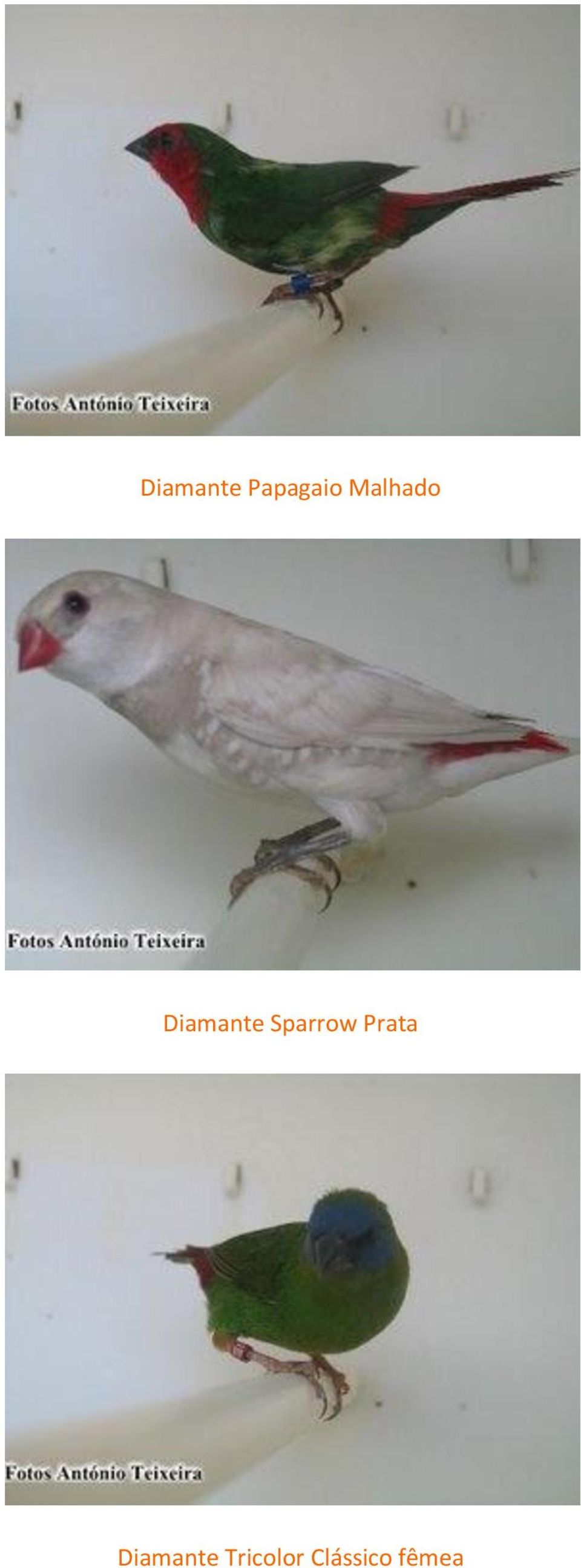 Sparrow Prata