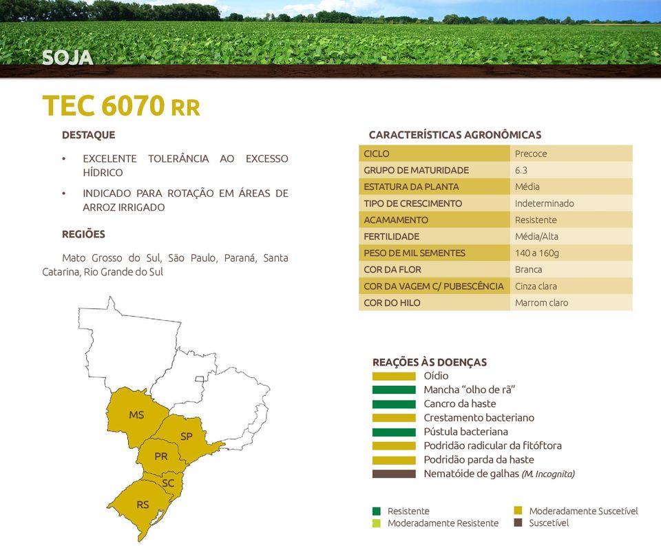 3 Média Indeterminado FERTILIDADE Média/Alta 140 a 160g Branca COR DA VAGEM C/ PUBESCÊNCIA Cinza clara