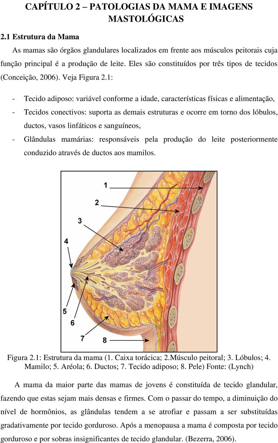 1: - Tecido adiposo: variável conforme a idade, características físicas e alimentação, - Tecidos conectivos: suporta as demais estruturas e ocorre em torno dos lóbulos, ductos, vasos linfáticos e