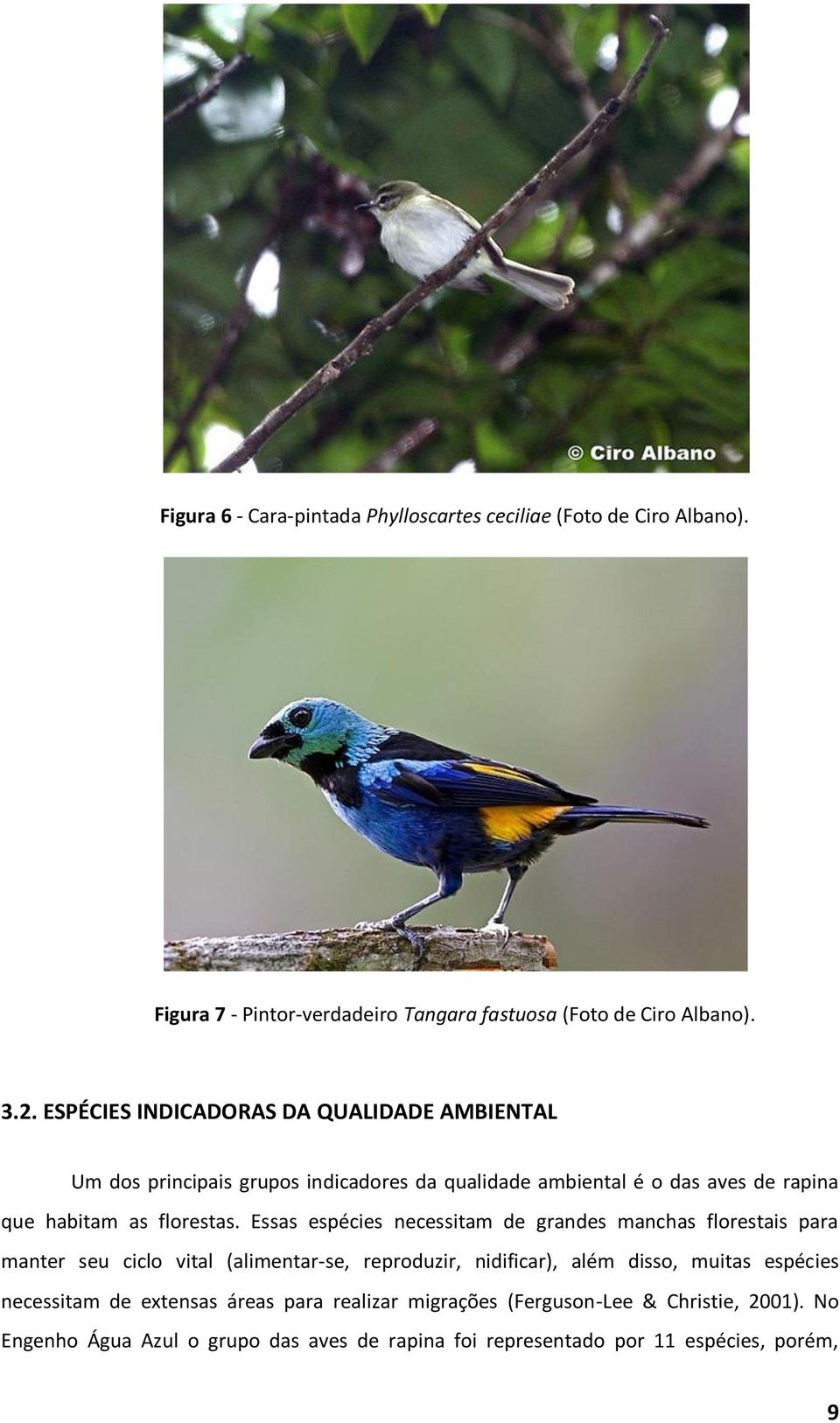 Essas espécies necessitam de grandes manchas florestais para manter seu ciclo vital (alimentar-se, reproduzir, nidificar), além disso, muitas espécies