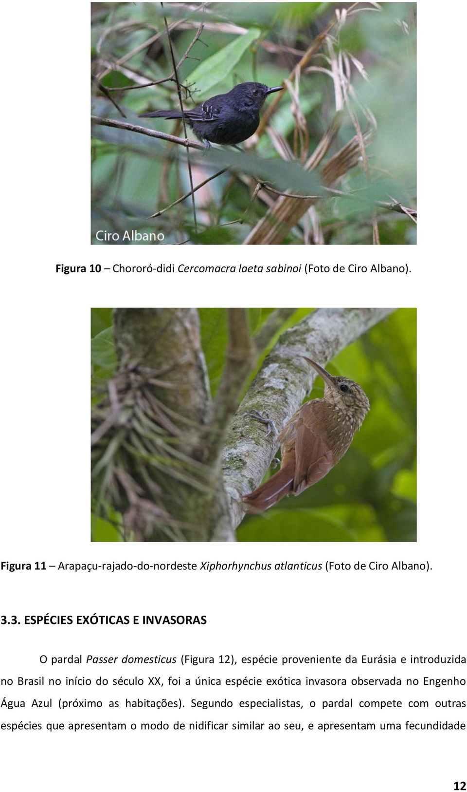 3. ESPÉCIES EXÓTICAS E INVASORAS O pardal Passer domesticus (Figura 12), espécie proveniente da Eurásia e introduzida no Brasil no