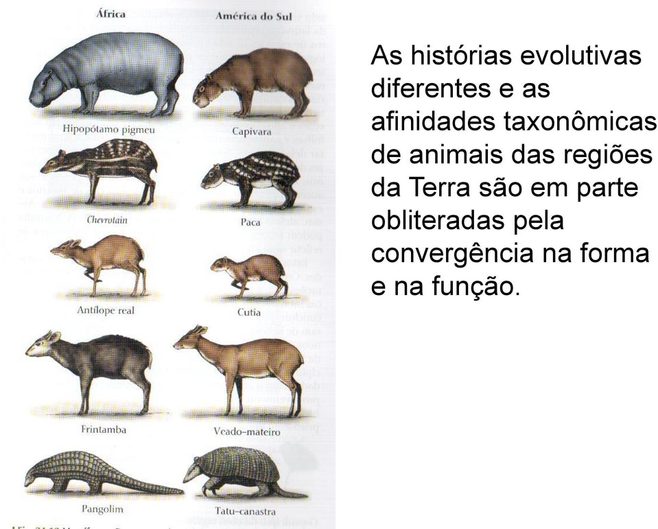 regiões da Terra são em parte