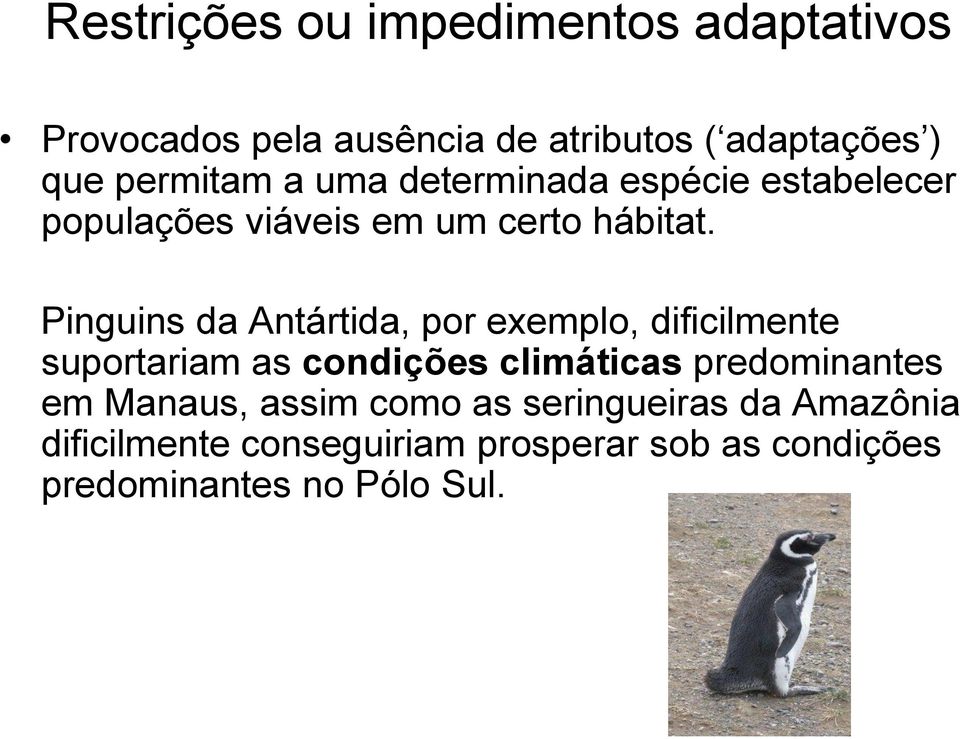 Pinguins da Antártida, por exemplo, dificilmente suportariam as condições climáticas predominantes em