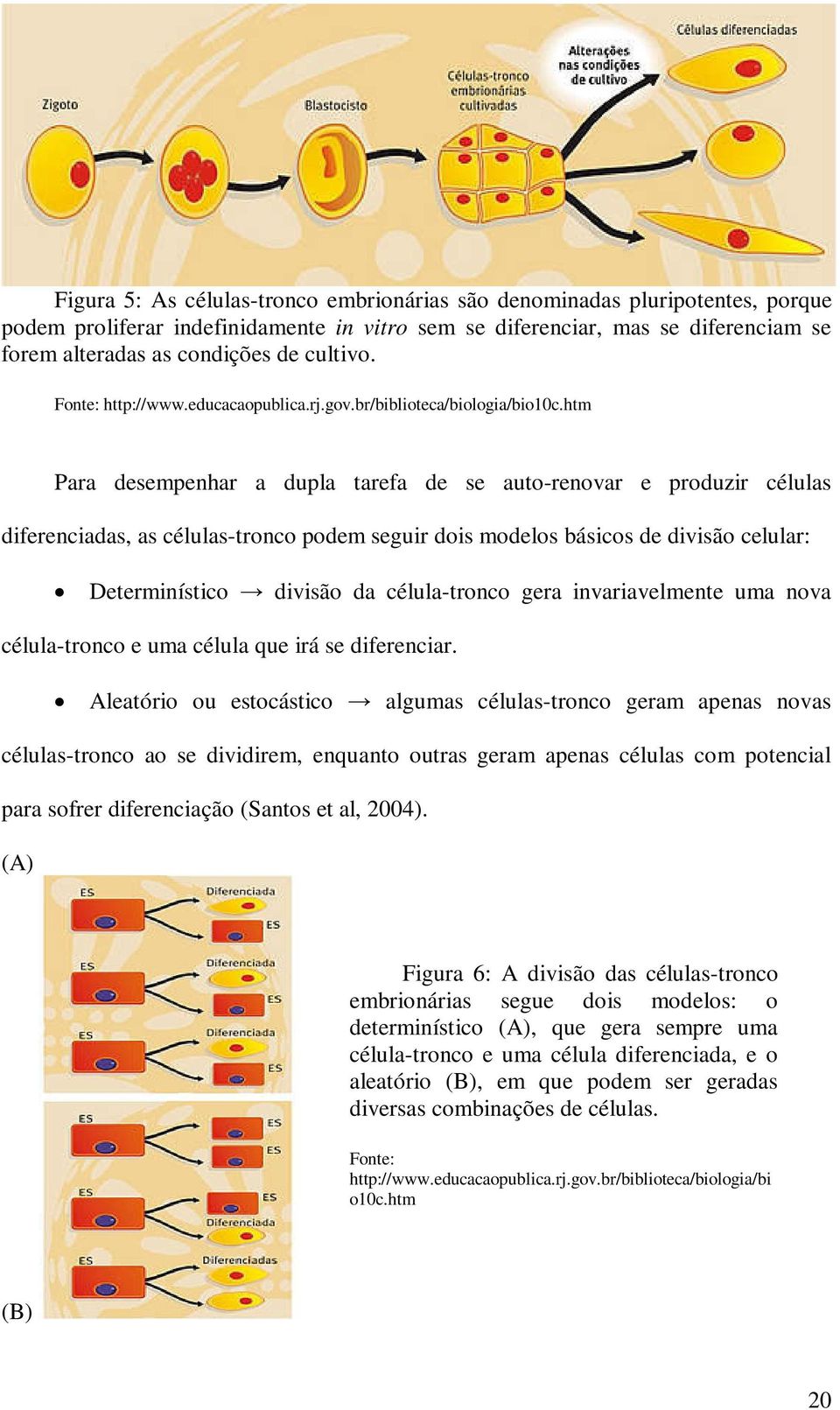 htm Para desempenhar a dupla tarefa de se auto-renovar e produzir células diferenciadas, as células-tronco podem seguir dois modelos básicos de divisão celular: Determinístico divisão da