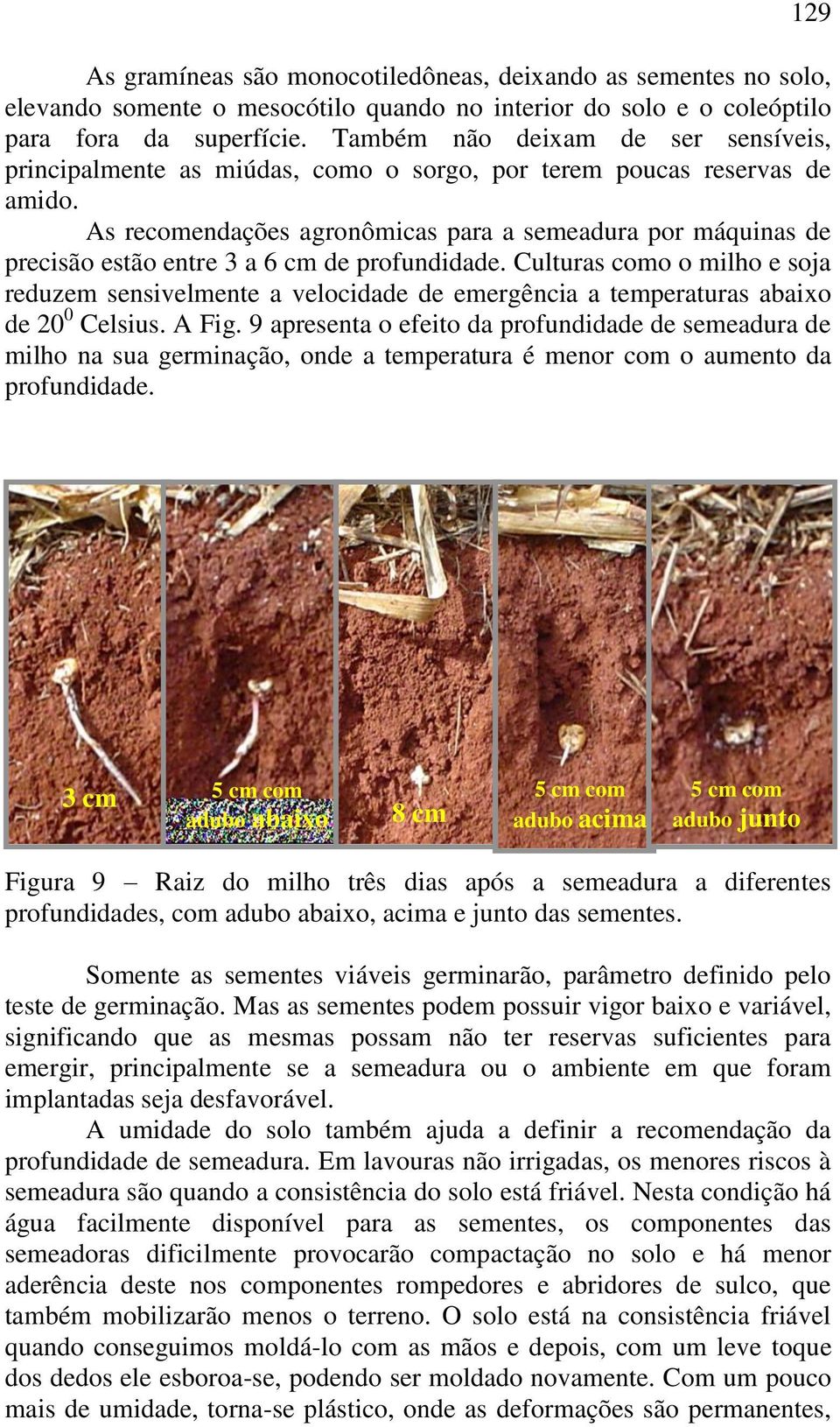 As recomendações agronômicas para a semeadura por máquinas de precisão estão entre 3 a 6 cm de profundidade.