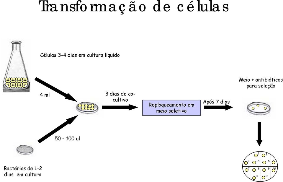 cocultivo Replaqueamento em meio seletivo Após 7 dias 50