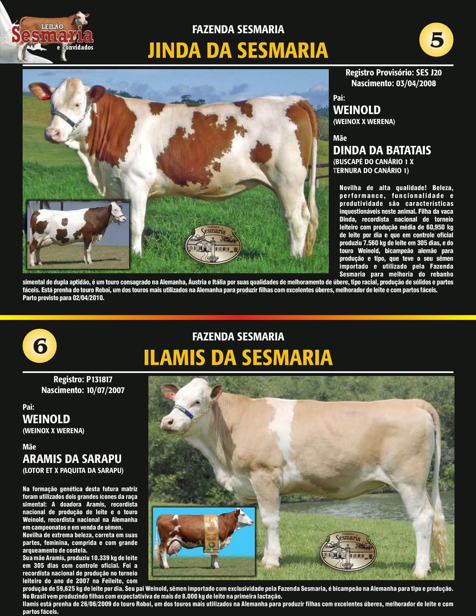 Filha da vaca Dinda, recordista nacional de torneio leiteiro com produção média de 60,950 kg de leite por dia e que em controle oficial produziu 7.