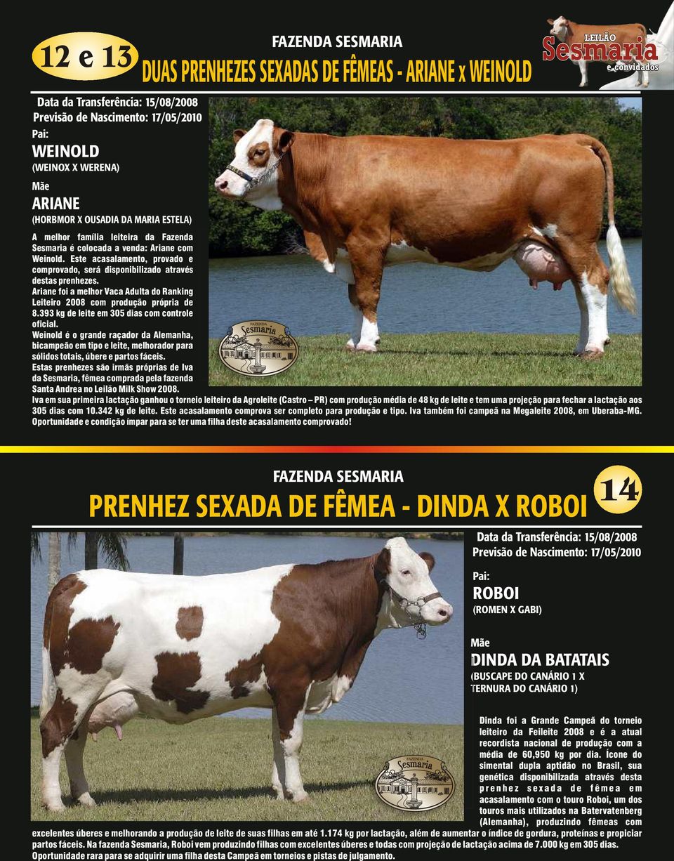 Ariane foi a melhor Vaca Adulta do Ranking Leiteiro 2008 com produção própria de 8.393 kg de leite em 305 dias com controle oficial.