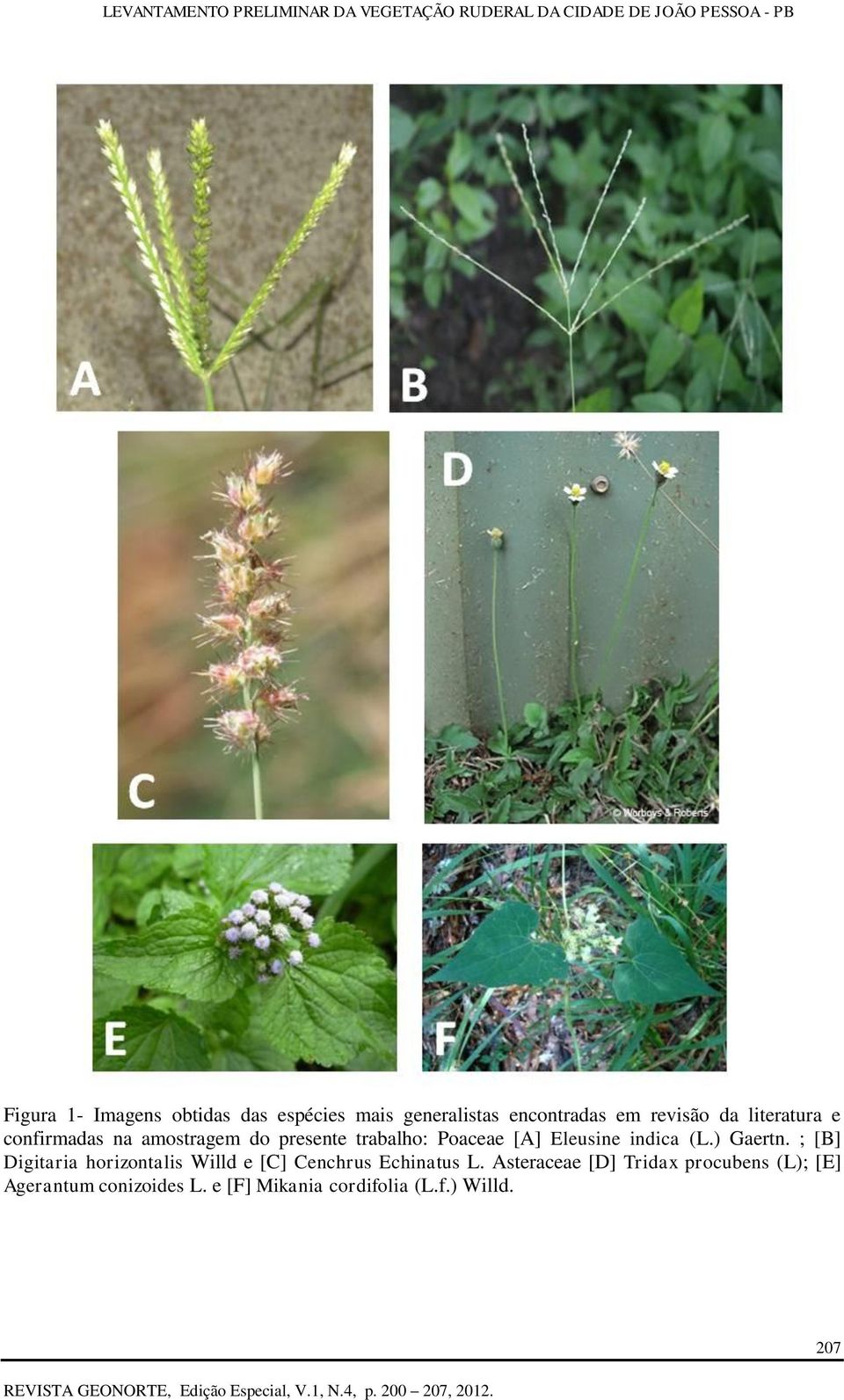 (L.) Gaertn. ; [B] Digitaria horizontalis Willd e [C] Cenchrus Echinatus L.