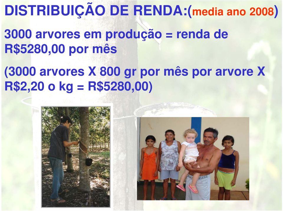 R$5280,00 por mês (3000 arvores X 800 gr