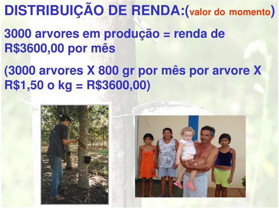 R$3600,00 por mês (3000 arvores X 800 gr