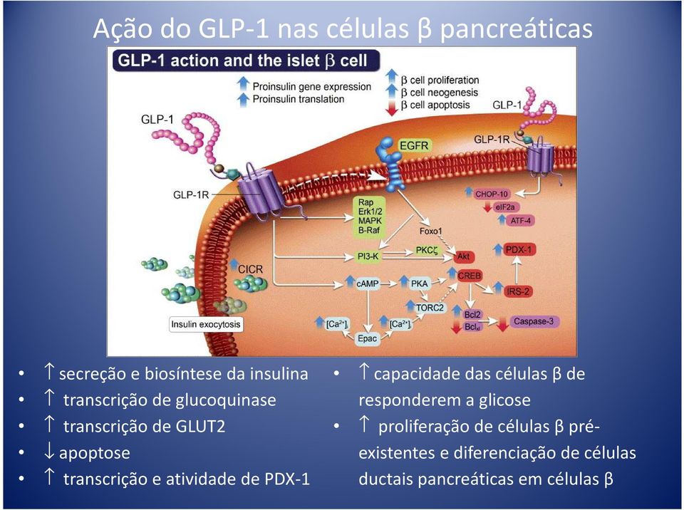 atividade de PDX-1 capacidadedas célulasβde responderem a glicose proliferação