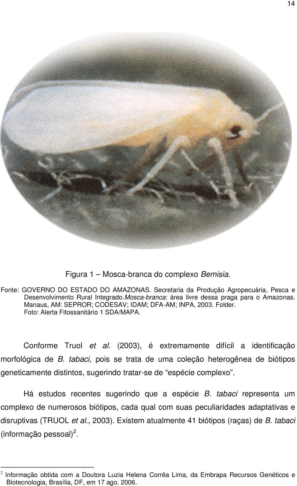 (2003), é extremamente difícil a identificação morfológica de B. tabaci, pois se trata de uma coleção heterogênea de biótipos geneticamente distintos, sugerindo tratar-se de espécie complexo.