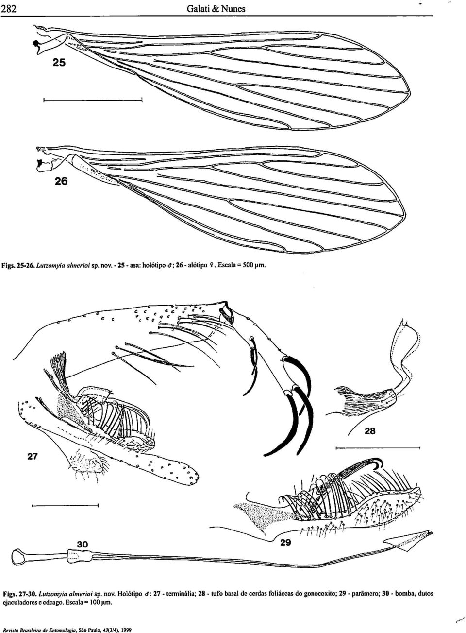 Llllzomyia almerioi sp.