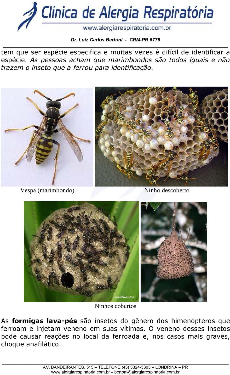 Vespa (marimbondo) Ninho descoberto Ninhos cobertos As formigas lava-pés são insetos do gênero dos himenópteros
