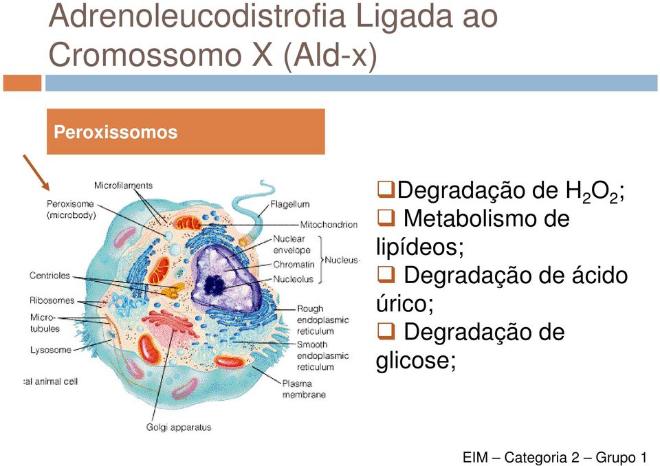 Metabolismo de lipídeos; Degradação de ácido
