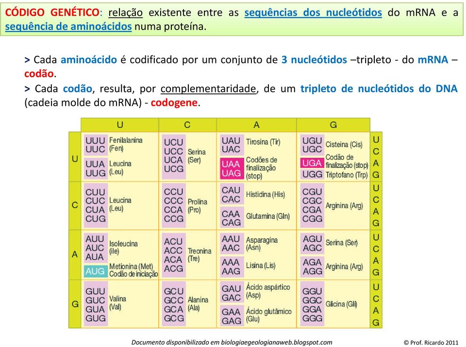 > Cada aminoácido é codificado por um conjunto de 3 nucleótidos tripleto - do mrna