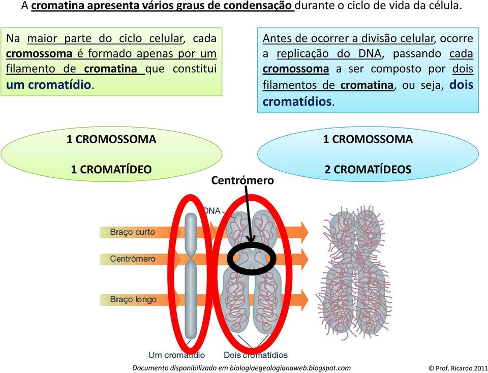 um cromatídio.