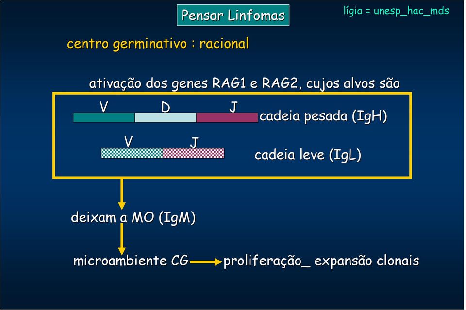 pesada (IgH) V J cadeia leve (IgL) deixam a MO