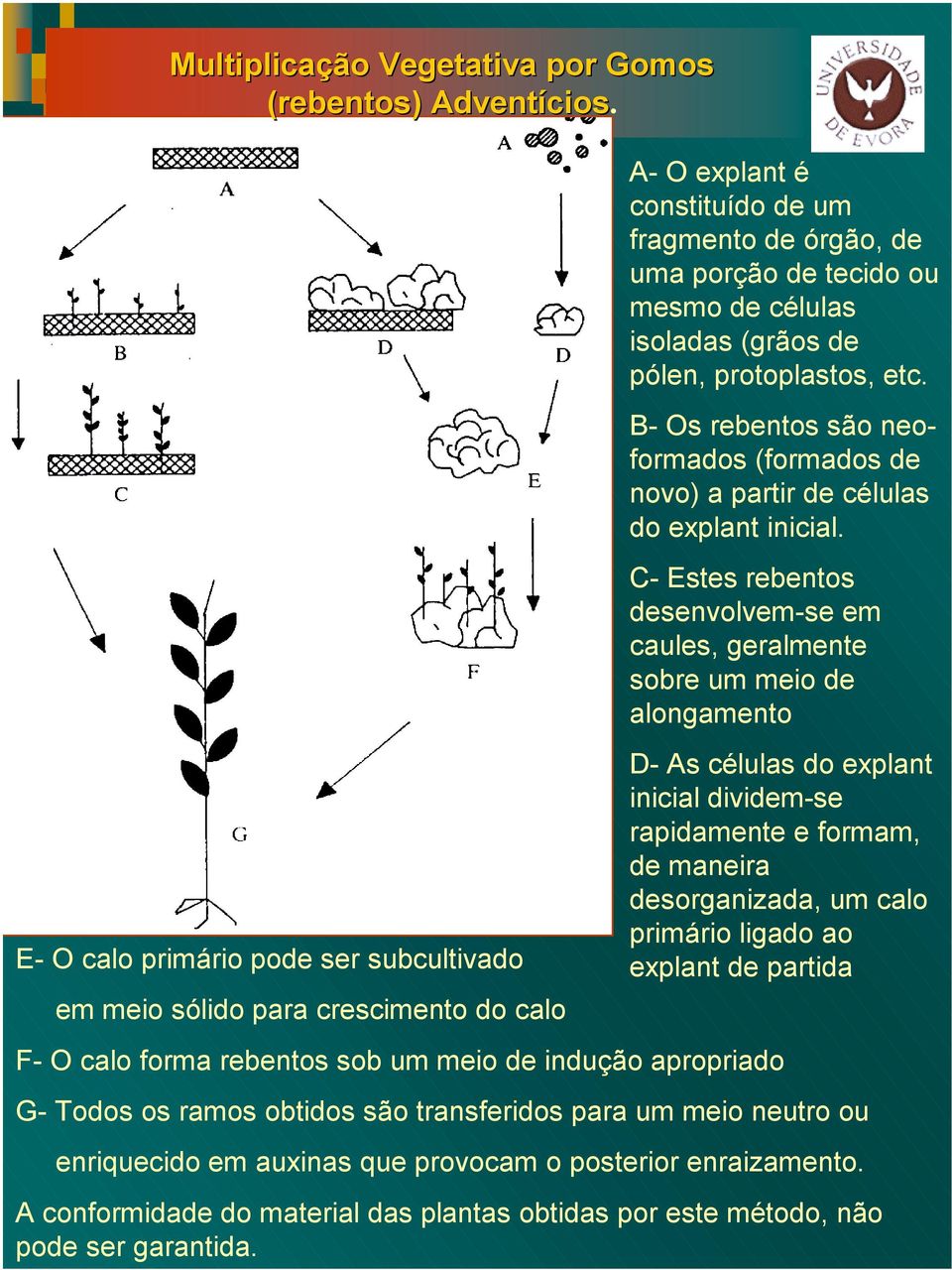 pólen, protoplastos, etc. B- Os rebentos são neoformados (formados de novo) a partir de células do explant inicial.