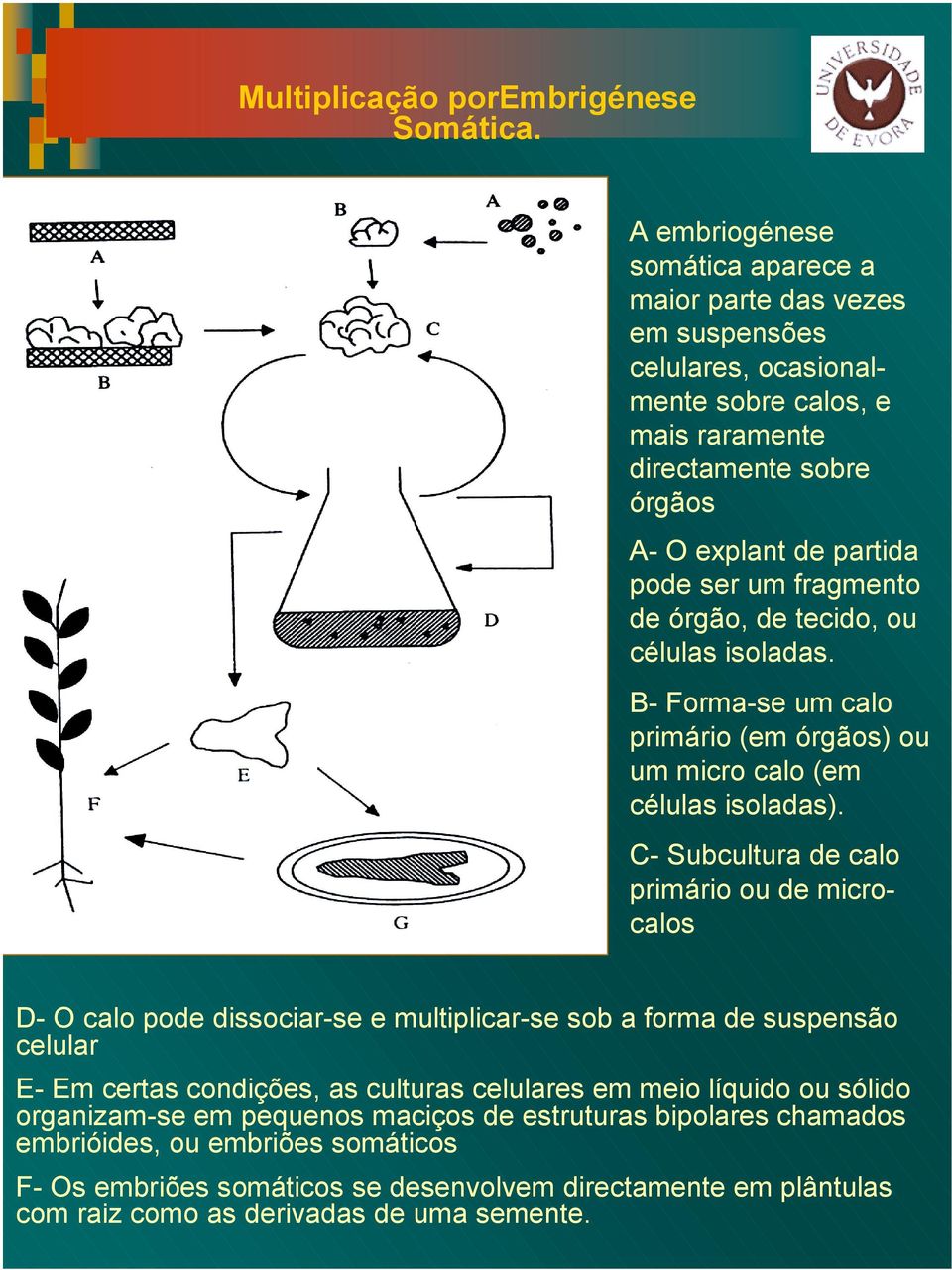 fragmento de órgão, de tecido, ou células isoladas. B- Forma-se um calo primário (em órgãos) ou um micro calo (em células isoladas).