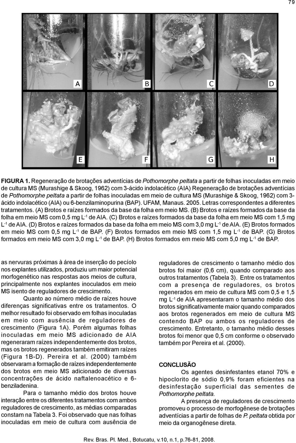 adventícias de Pothomorphe peltata a partir de folhas inoculadas em meio de cultura MS (Murashige & Skoog, 1962) com 3ácido indolacético (AIA) ou 6-benzilaminopurina (BAP). UFAM, Manaus. 2005.