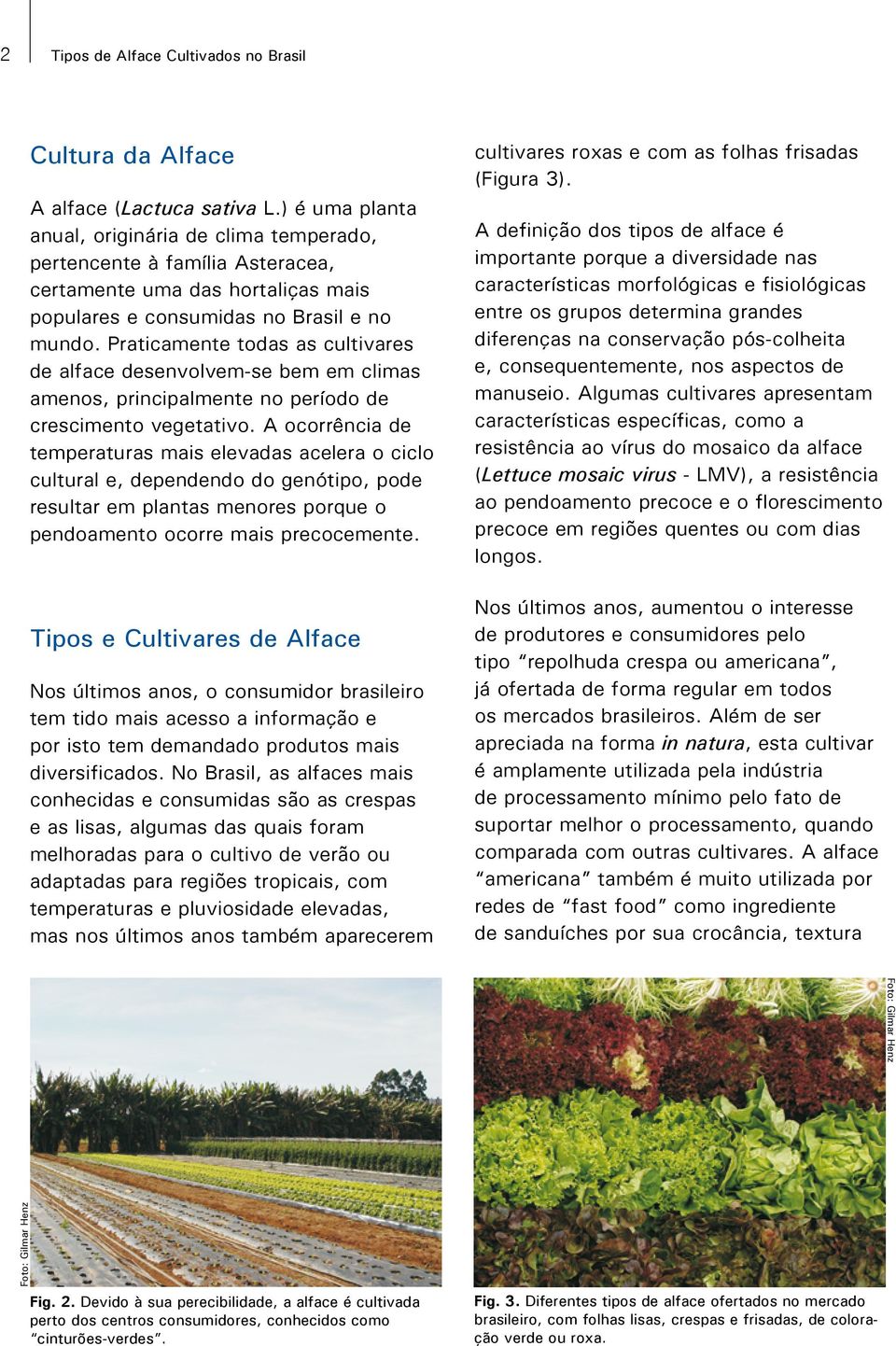 Praticamente todas as cultivares de alface desenvolvem-se bem em climas amenos, principalmente no período de crescimento vegetativo.