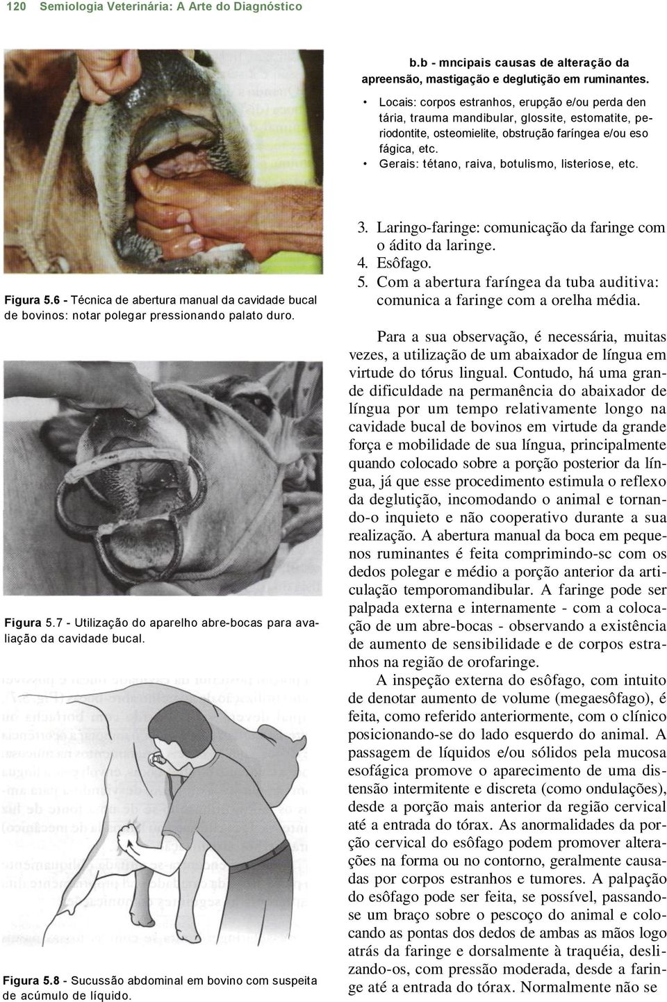 Gerais: tétano, raiva, botulismo, listeriose, etc. Figura 5.6 - Técnica de abertura manual da cavidade bucal de bovinos: notar polegar pressionando palato duro. Figura 5.7 - Utilização do aparelho abre-bocas para avaliação da cavidade bucal.