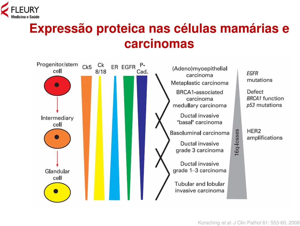 carcinomas Korsching et