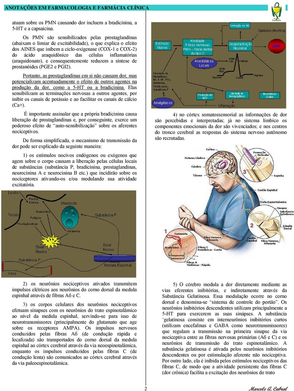 inflamatórias (araquidonato), e consequentemente reduzem a síntese de prostanóides (PGE2 e PGI2).