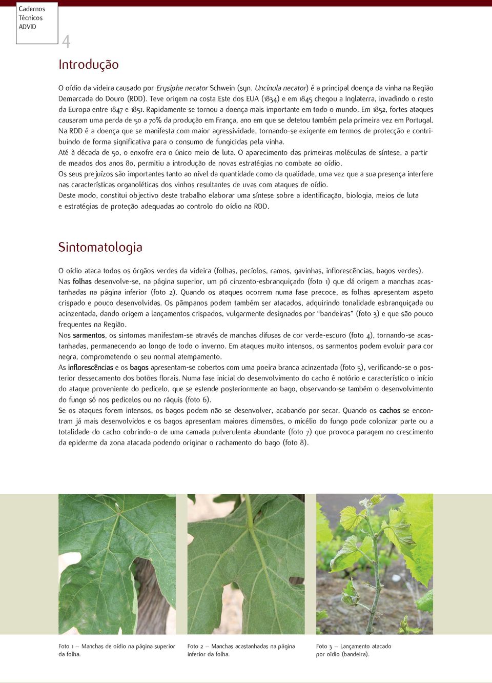 Em 1852, fortes ataques causaram uma perda de 50 a 70% da produção em França, ano em que se detetou também pela primeira vez em Portugal.