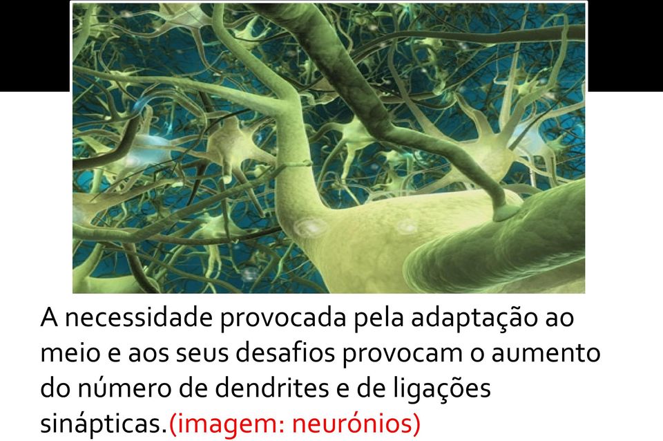 aumento do número de dendrites e de