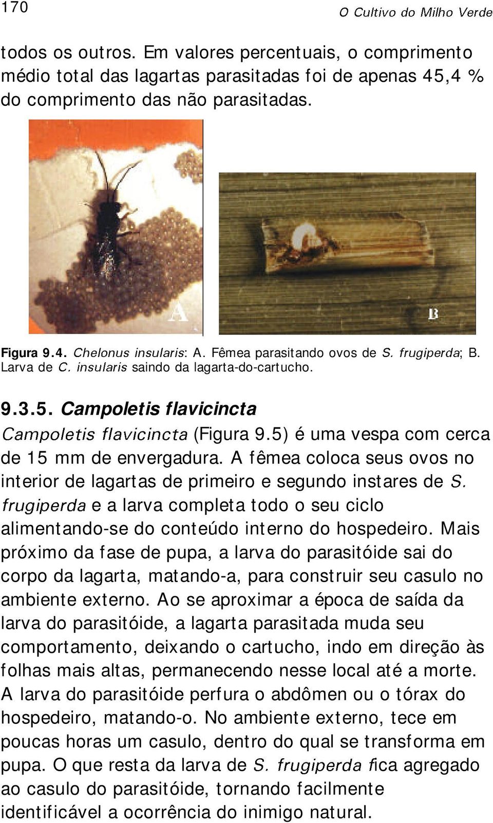 A fêmea coloca seus ovos no interior de lagartas de primeiro e segundo instares de e a larva completa todo o seu ciclo alimentando-se do conteúdo interno do hospedeiro.