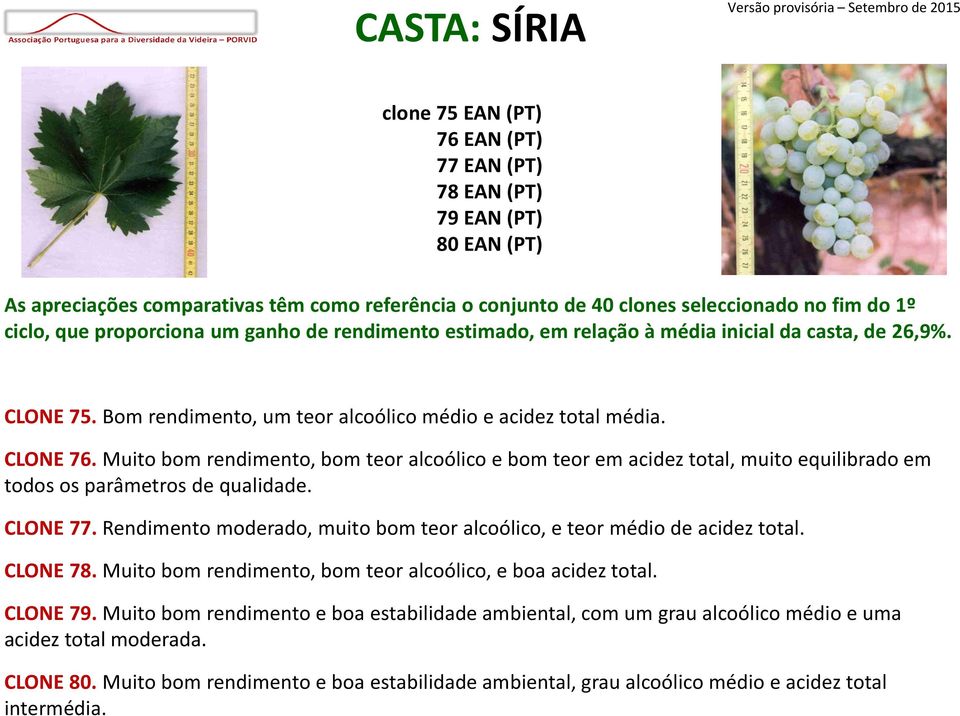 Muito bom rendimento, bom teor alcoólico e bom teor em acidez total, muito equilibrado em todos os parâmetros de qualidade. CLONE 77.