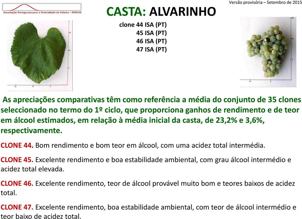 Bom rendimento e bom teor em álcool, com uma acidez total intermédia. CLONE 45. Excelente rendimento e boa estabilidade ambiental, com grau álcool intermédio e acidez total elevada.