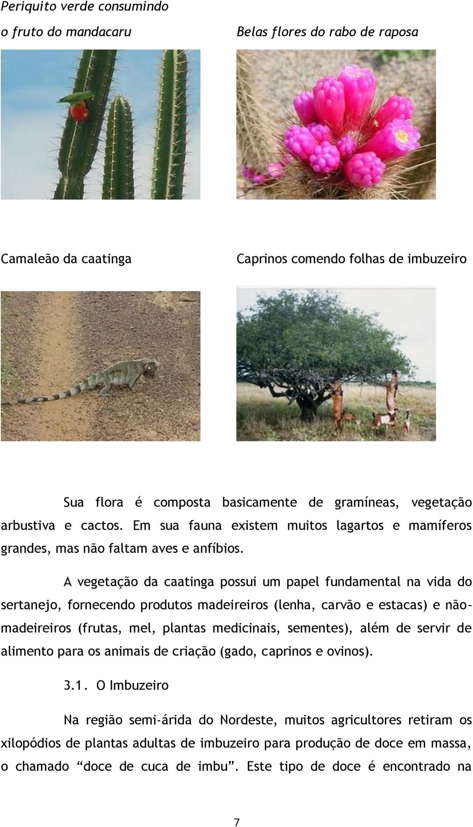 A vegetação da caatinga possui um papel fundamental na vida do sertanejo, fornecendo produtos madeireiros (lenha, carvão e estacas) e nãomadeireiros (frutas, mel, plantas medicinais, sementes), além