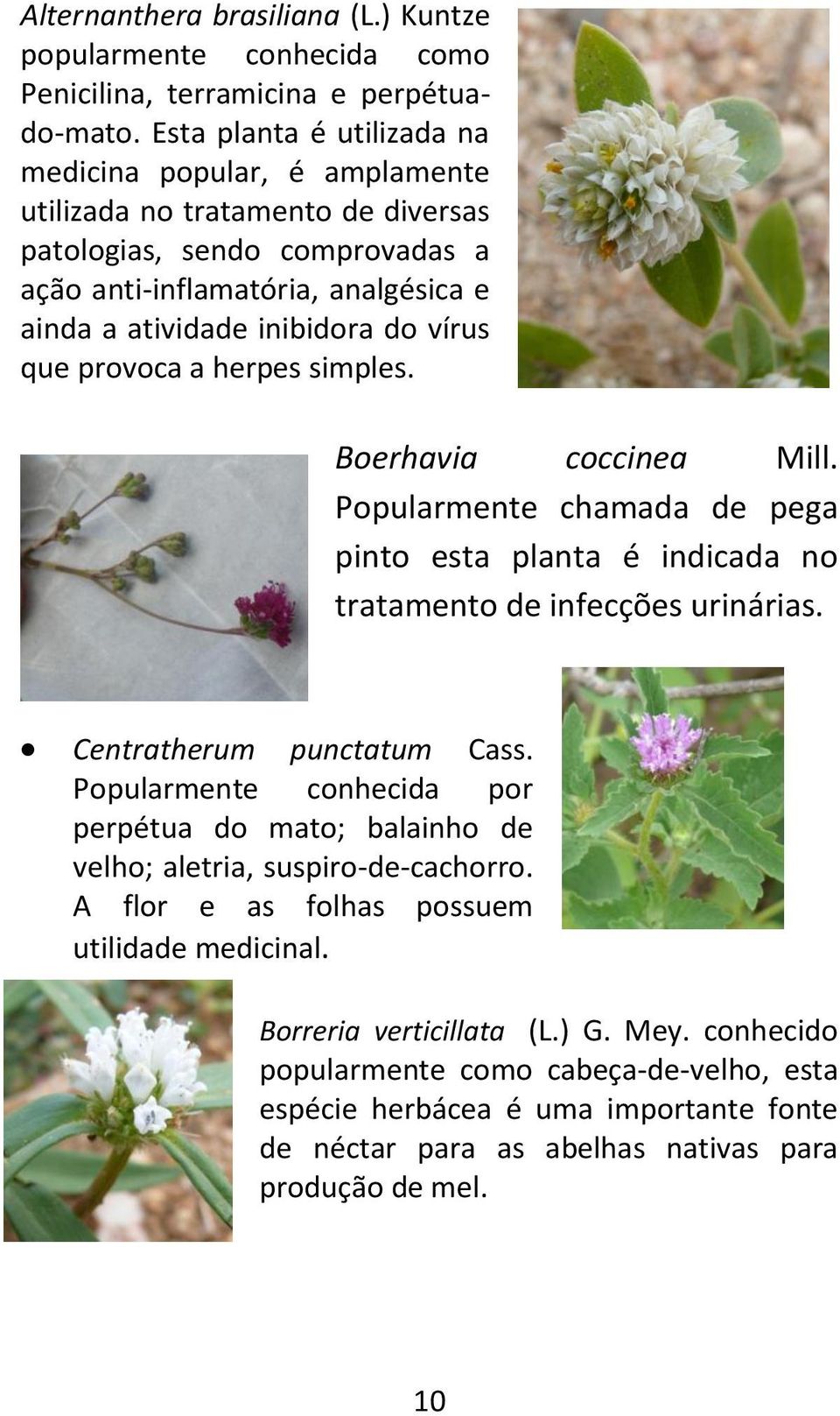 que provoca a herpes simples. Boerhavia coccinea Mill. Popularmente chamada de pega pinto esta planta é indicada no tratamento de infecções urinárias. Centratherum punctatum Cass.