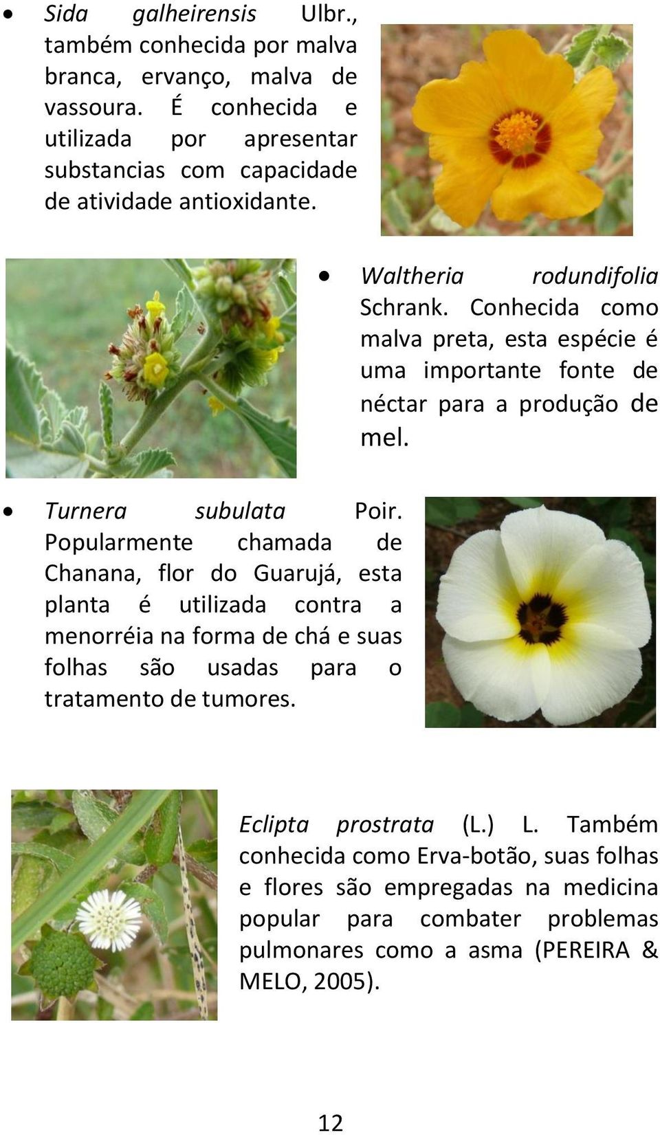 Conhecida como malva preta, esta espécie é uma importante fonte de néctar para a produção de mel. Turnera subulata Poir.