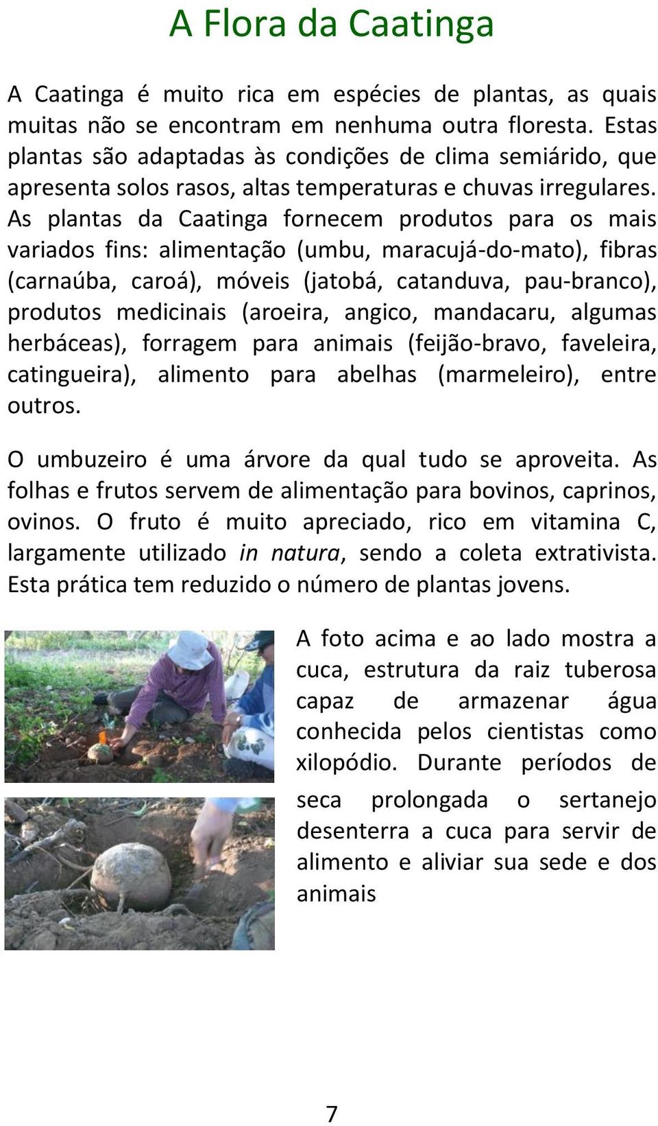 As plantas da Caatinga fornecem produtos para os mais variados fins: alimentação (umbu, maracujá-do-mato), fibras (carnaúba, caroá), móveis (jatobá, catanduva, pau-branco), produtos medicinais