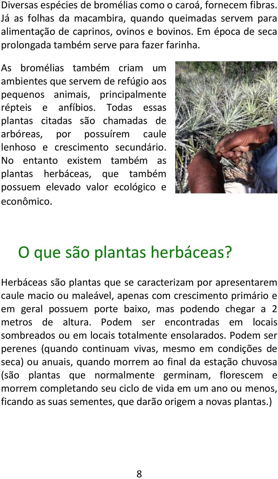 Todas essas plantas citadas são chamadas de arbóreas, por possuírem caule lenhoso e crescimento secundário.