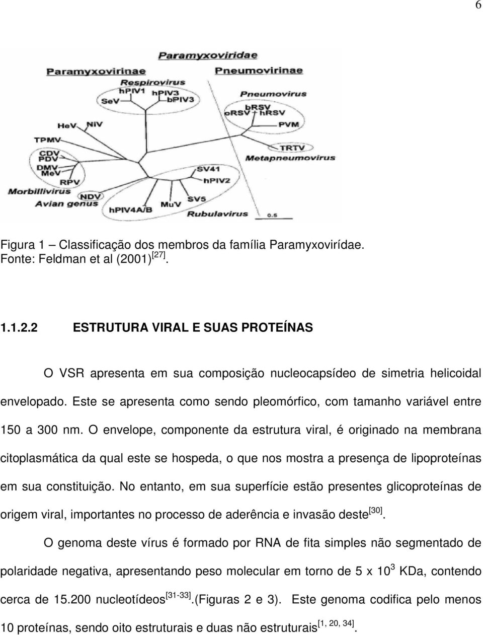 Este se apresenta como sendo pleomórfico, com tamanho variável entre 150 a 300 nm.