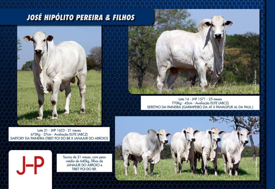 ) Lote 21 - JHP 1623-675Kg - - Avaliação (ABCZ) SARTORY DA PAINEIRA