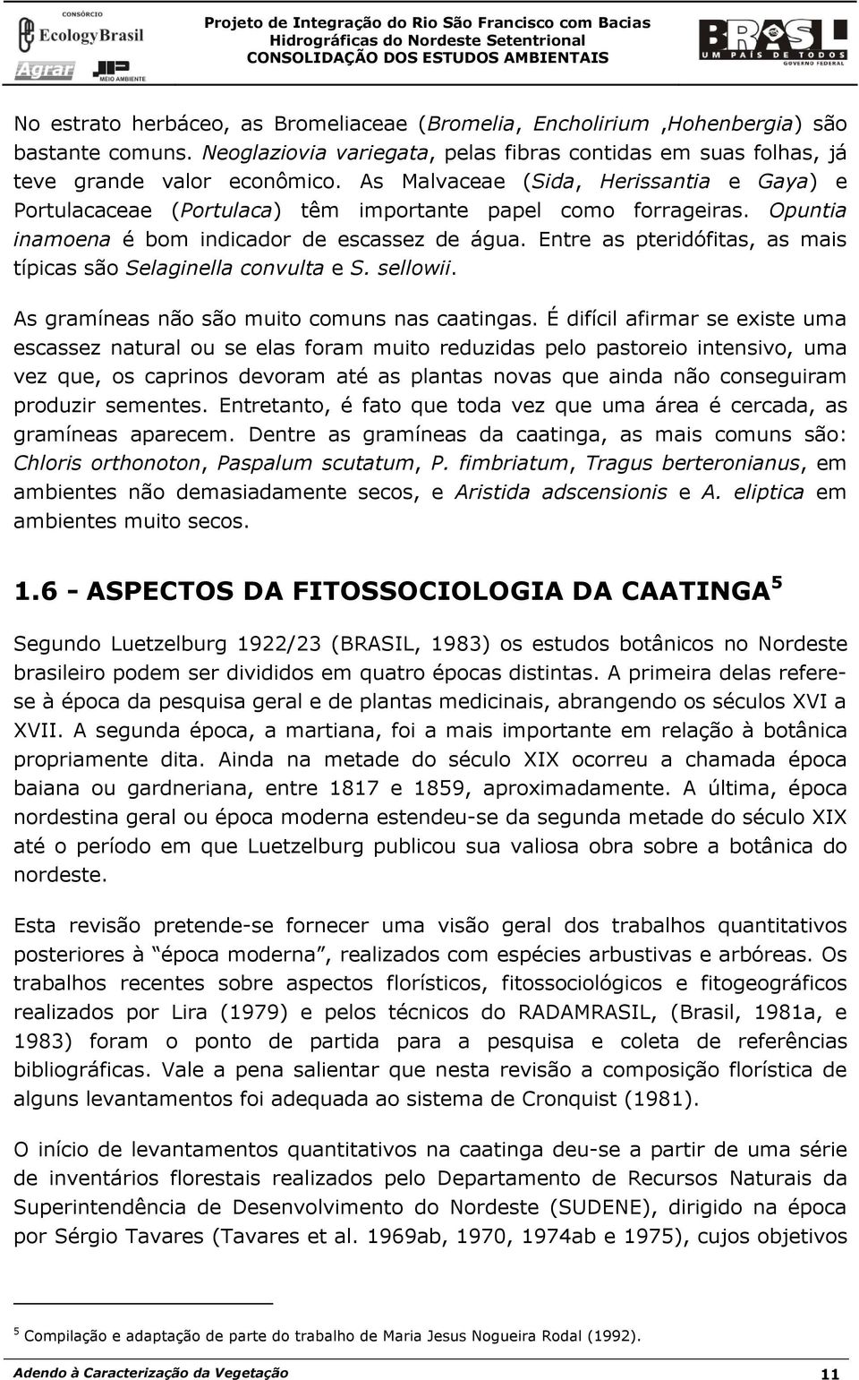 Entre as pteridófitas, as mais típicas são Selaginella convulta e S. sellowii. As gramíneas não são muito comuns nas caatingas.