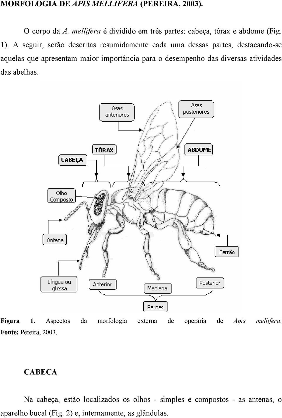 desempenho das diversas atividades das abelhas. Figura 1. Aspectos da morfologia externa de operária de Apis mellifera.