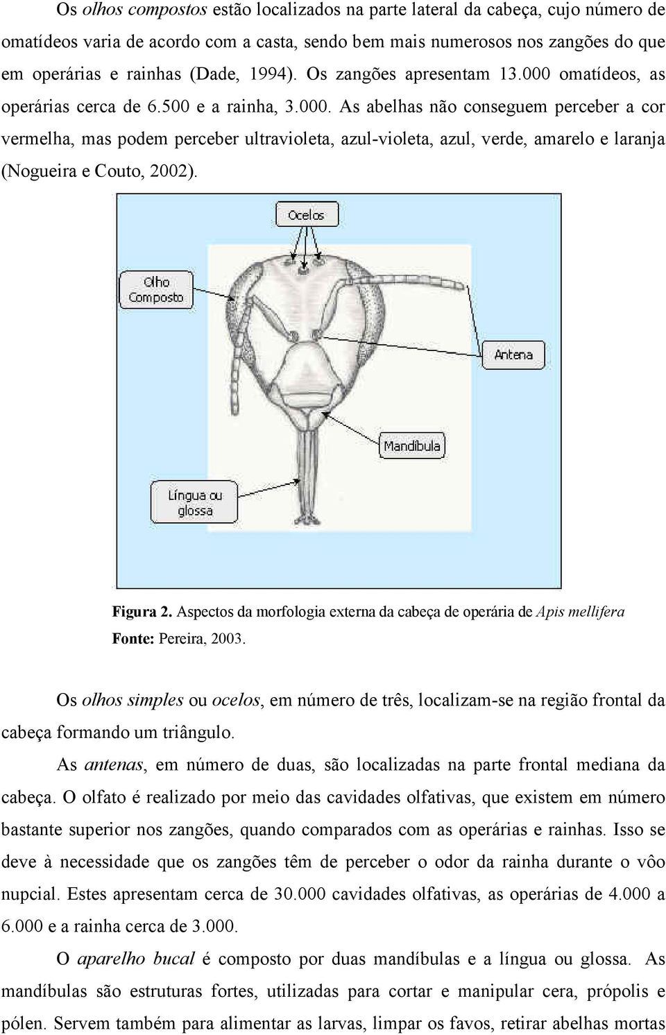 Figura 2. Aspectos da morfologia externa da cabeça de operária de Apis mellifera Fonte: Pereira, 2003.