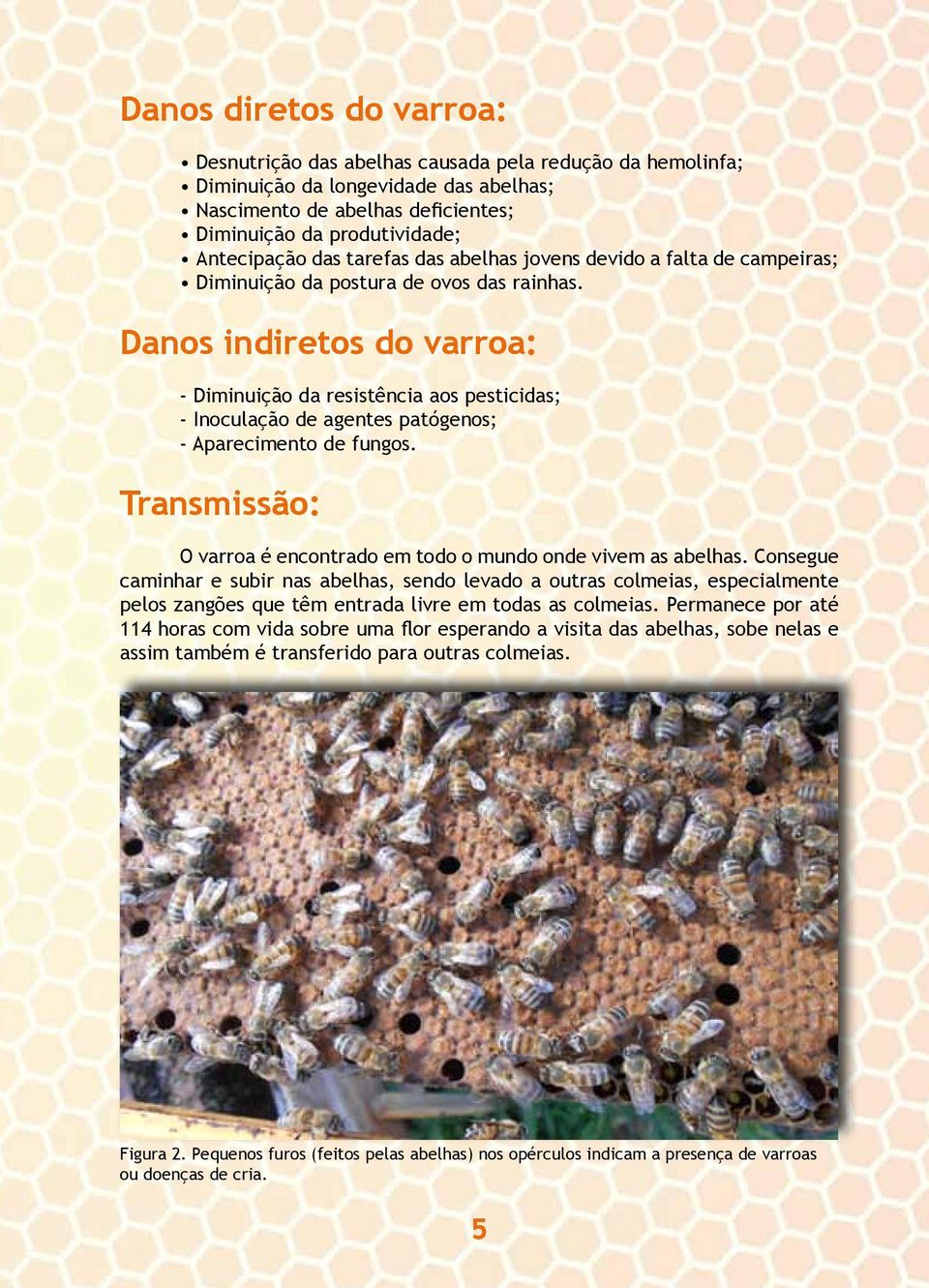 Danos indiretos do varroa: - Diminuição da resistência aos pesticidas; - Inoculação de agentes patógenos; - Aparecimento de fungos.