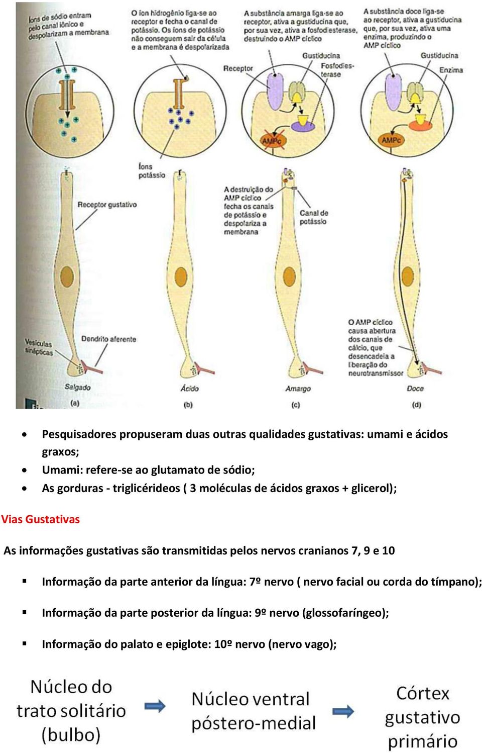 transmitidas pelos nervos cranianos 7, 9 e 10 Informação da parte anterior da língua: 7º nervo ( nervo facial ou corda do