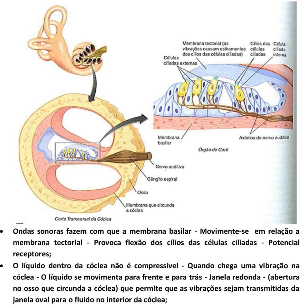 uma vibração na cóclea - O líquido se movimenta para frente e para trás - Janela redonda - (abertura no osso que