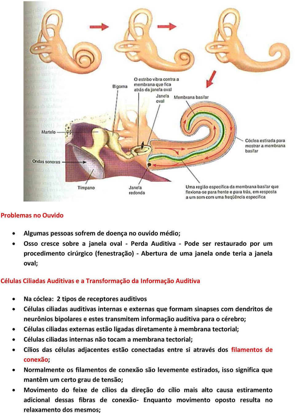 formam sinapses com dendritos de neurônios bipolares e estes transmitem informação auditiva para o cérebro; Células ciliadas externas estão ligadas diretamente à membrana tectorial; Células ciliadas